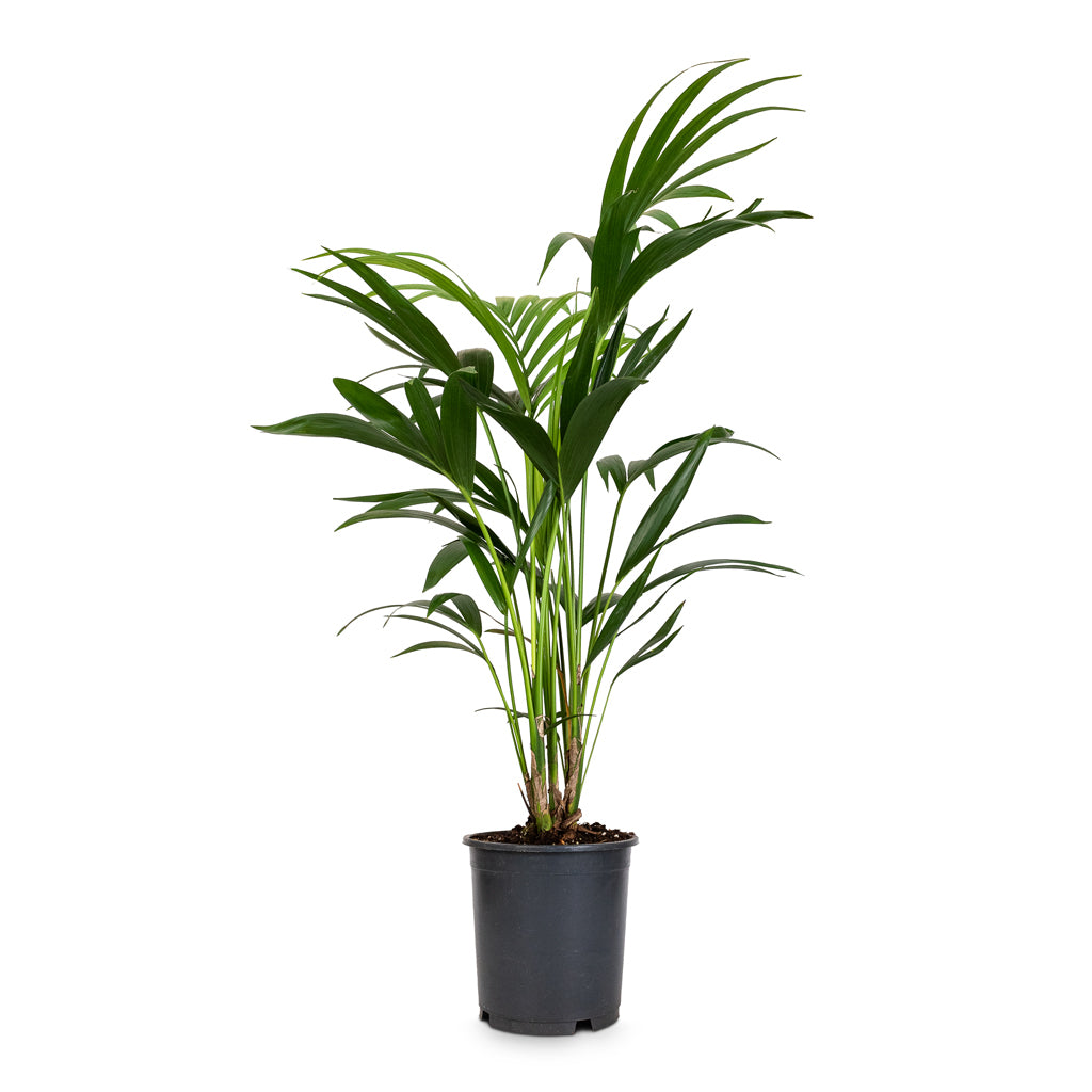 Howea forsteriana - Kentia Palm - 19 x 90cm