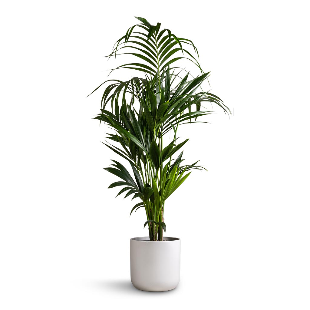 Howea forsteriana - Kentia Palm & Lisbon Plant Pot - White