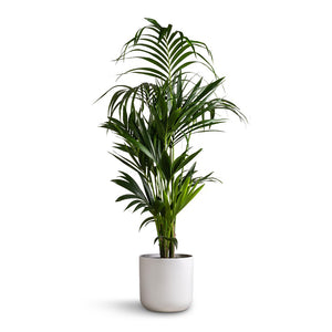 Howea forsteriana - Kentia Palm & Lisbon Plant Pot - White