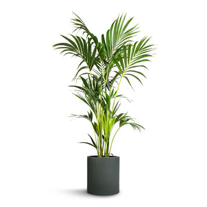 Howea forsteriana - Kentia Palm & Max Refined Planter - Pine Green