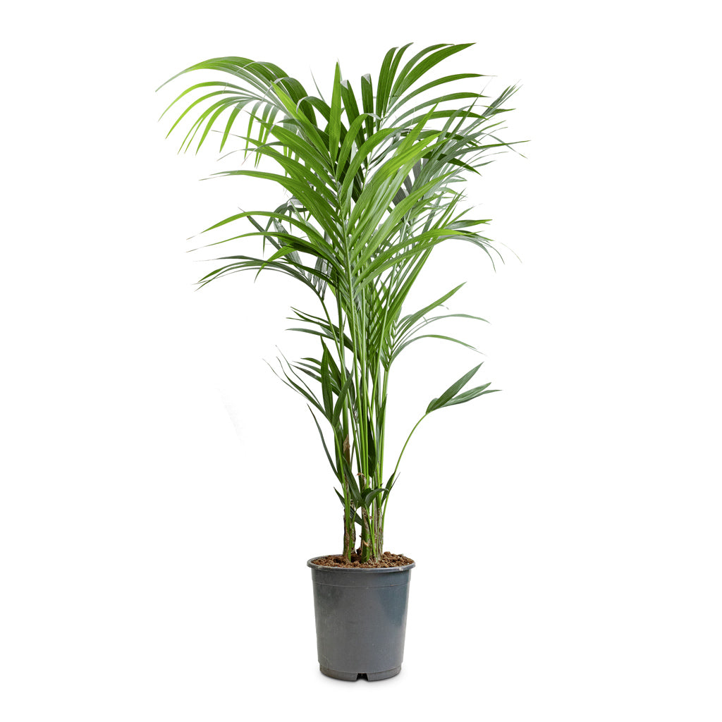 Howea forsteriana - Kentia Palm - 24 x 140cm