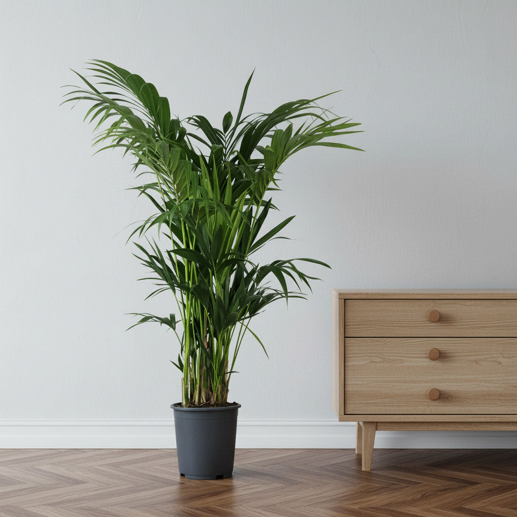 Howea forsteriana Kentia Palm 27x150cm