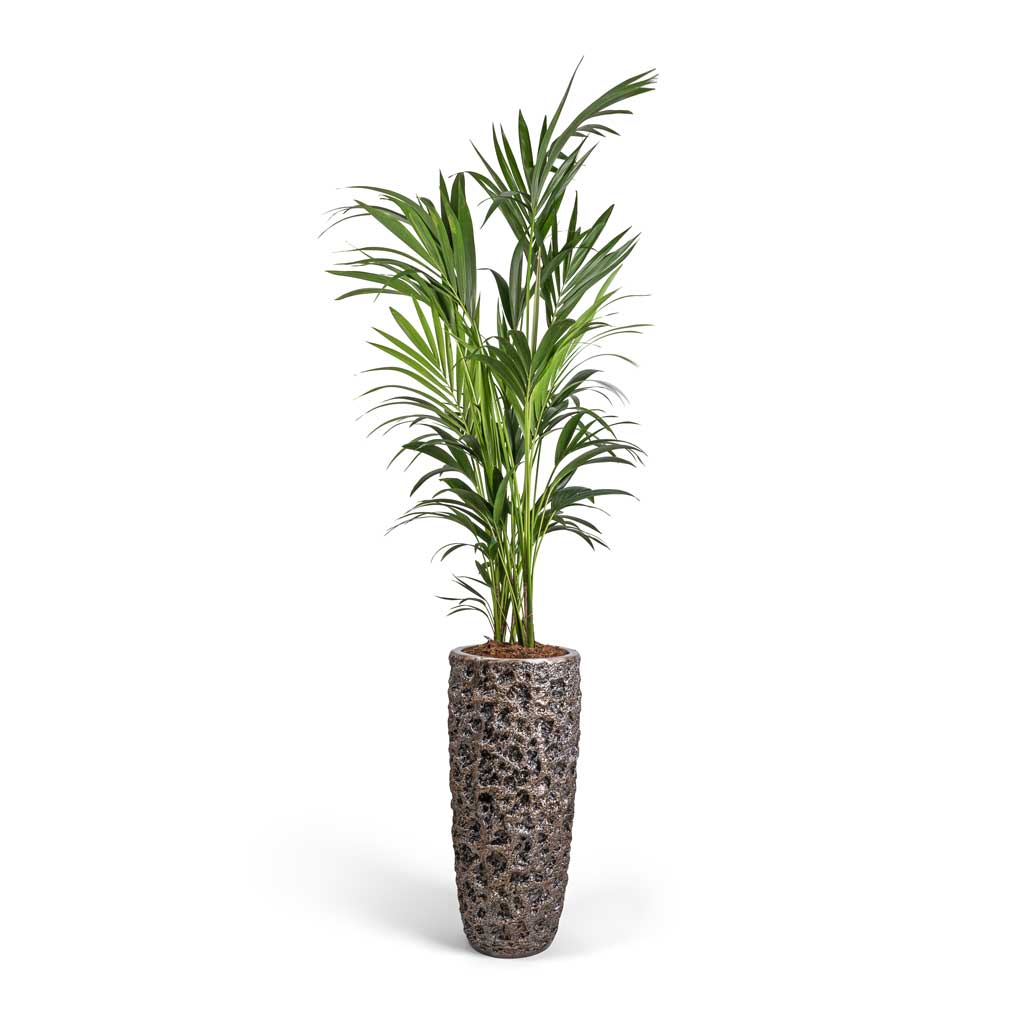 Luxe Lite Moon Partner Planter - Bronze & Kentia Palm