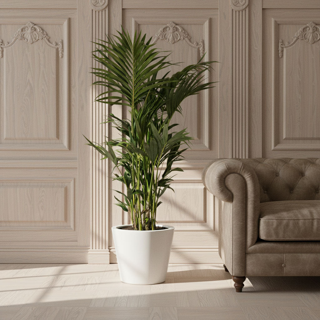 Howea forsteriana - Kentia Palm & Bucket Essentials Planter - White