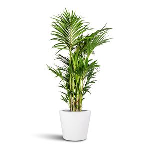Howea forsteriana - Kentia Palm & Bucket Essentials Planter - White