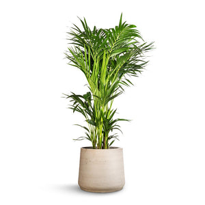 Howea forsteriana - Kentia Palm & Patt Plant Pot - Grey Washed