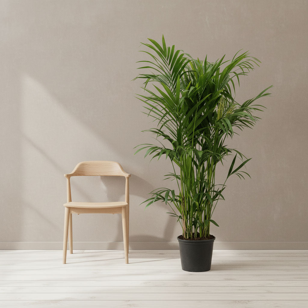 Howea forsteriana Kentia Palm 32x180cm