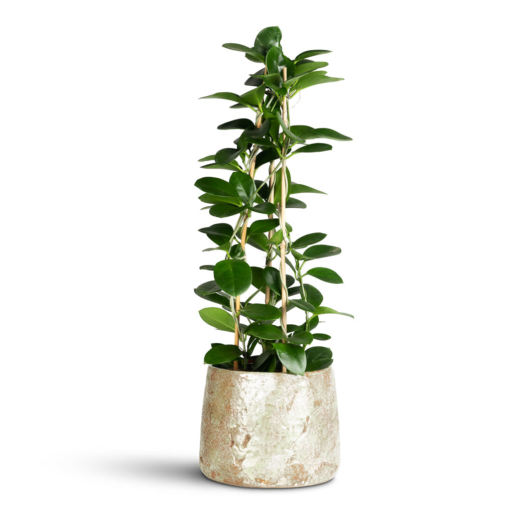 Hoya australis Common Wax 17x60cm Masha Pot Mint 22x17cm