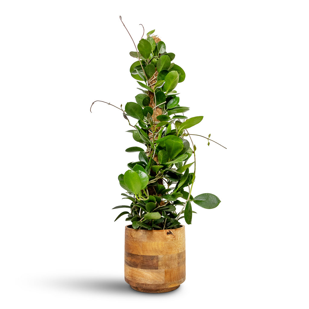 Hoya australis - Common Wax Flower - Column & Helle Plant Pot - Natural