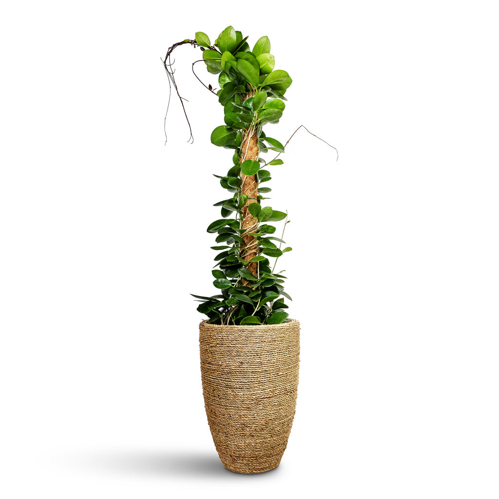 Hoya australis - Common Wax Flower - Column & Ben Plant Pot - Straw Grass