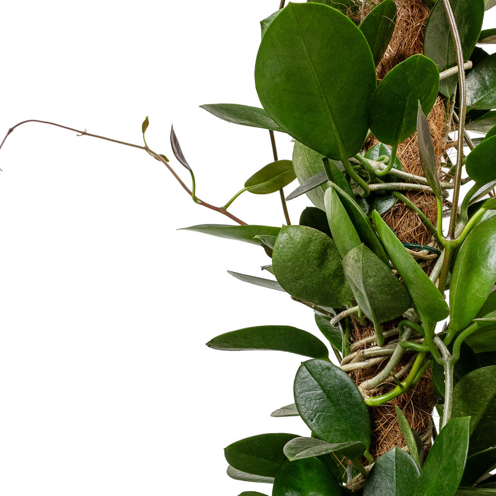 Hoya australis - Common Wax Flower - Moss Pole Pole