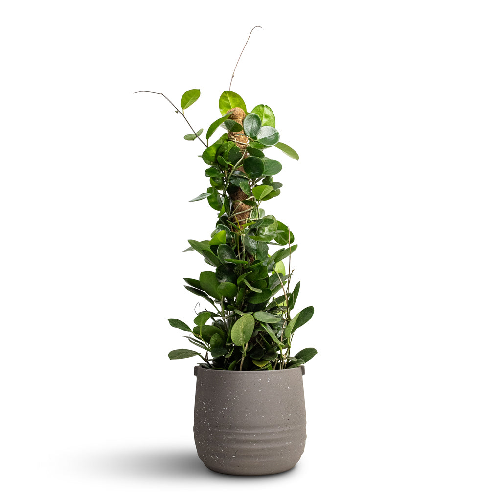 Hoya australis - Common Wax Flower - Moss Pole & Aurora Terrazzo Handle Plant Pot - Slate