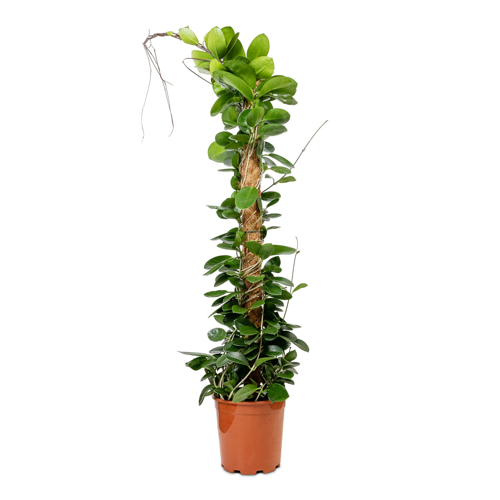 schefflera arboricola compacta houseplant on moss pole 80cm tall Hoya australis - Common Wax Flower Plant - Moss Pole | Hortology