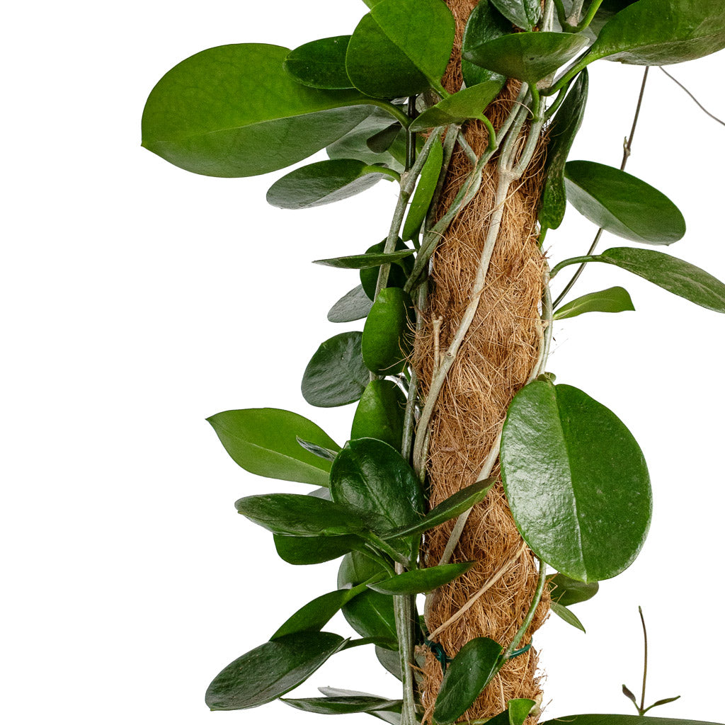 Hoya australis - Common Wax Flower - Moss Pole Wrapped