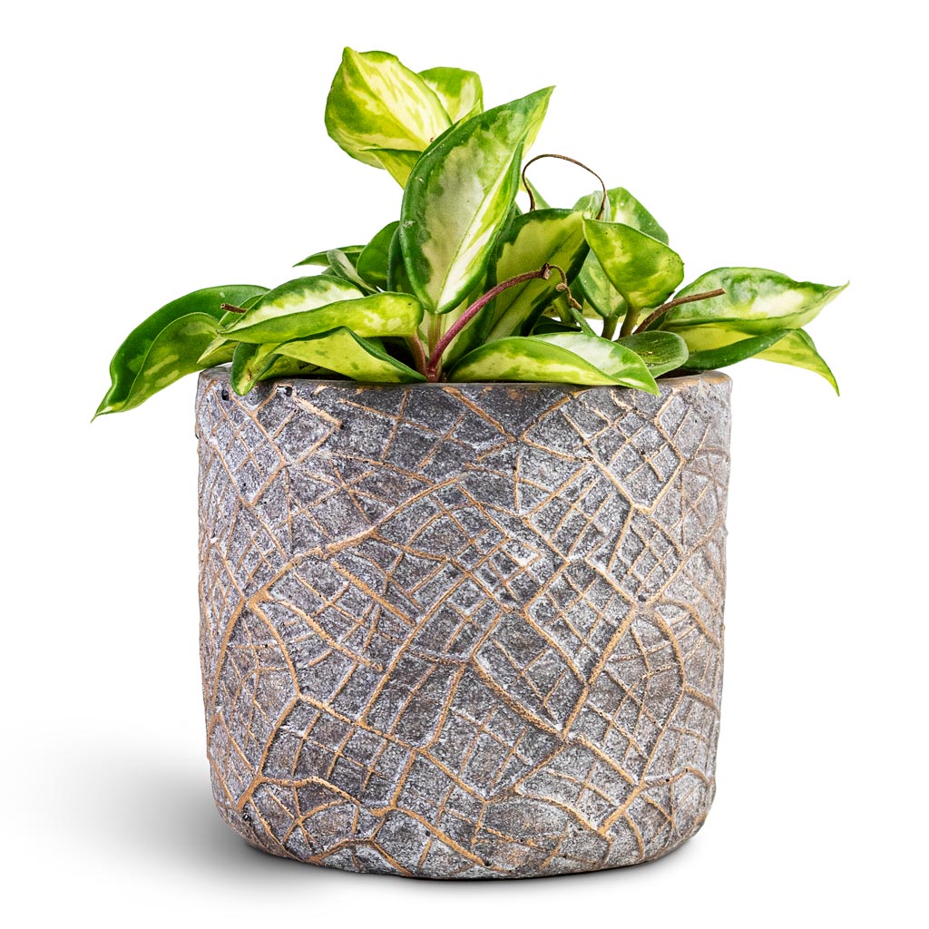 Hoya carnosa Tricolor - 12x20cm House Plant In Denzel Pot Shiny Concrete - 14x13cm