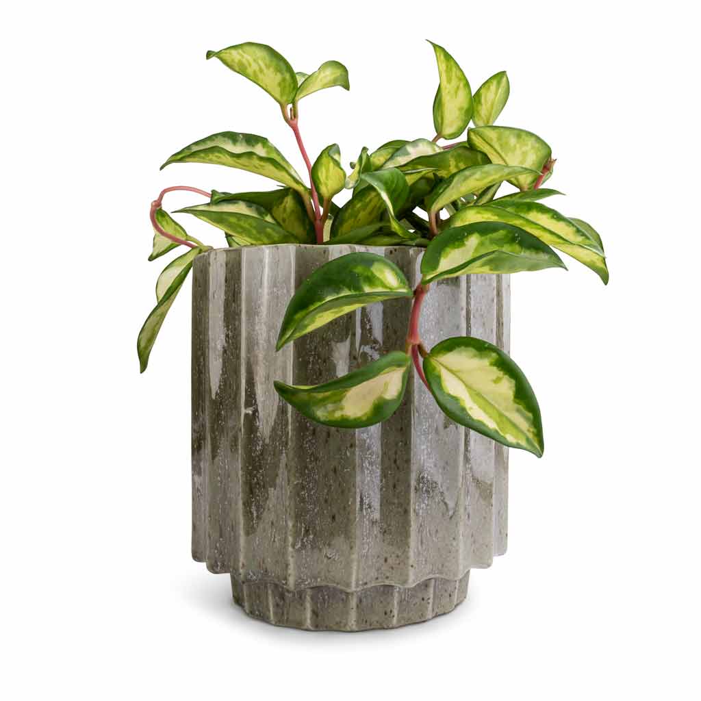 Hoya carnosa Tricolor - Wax Plant & Lugano Scalloped Plant Pot - Green