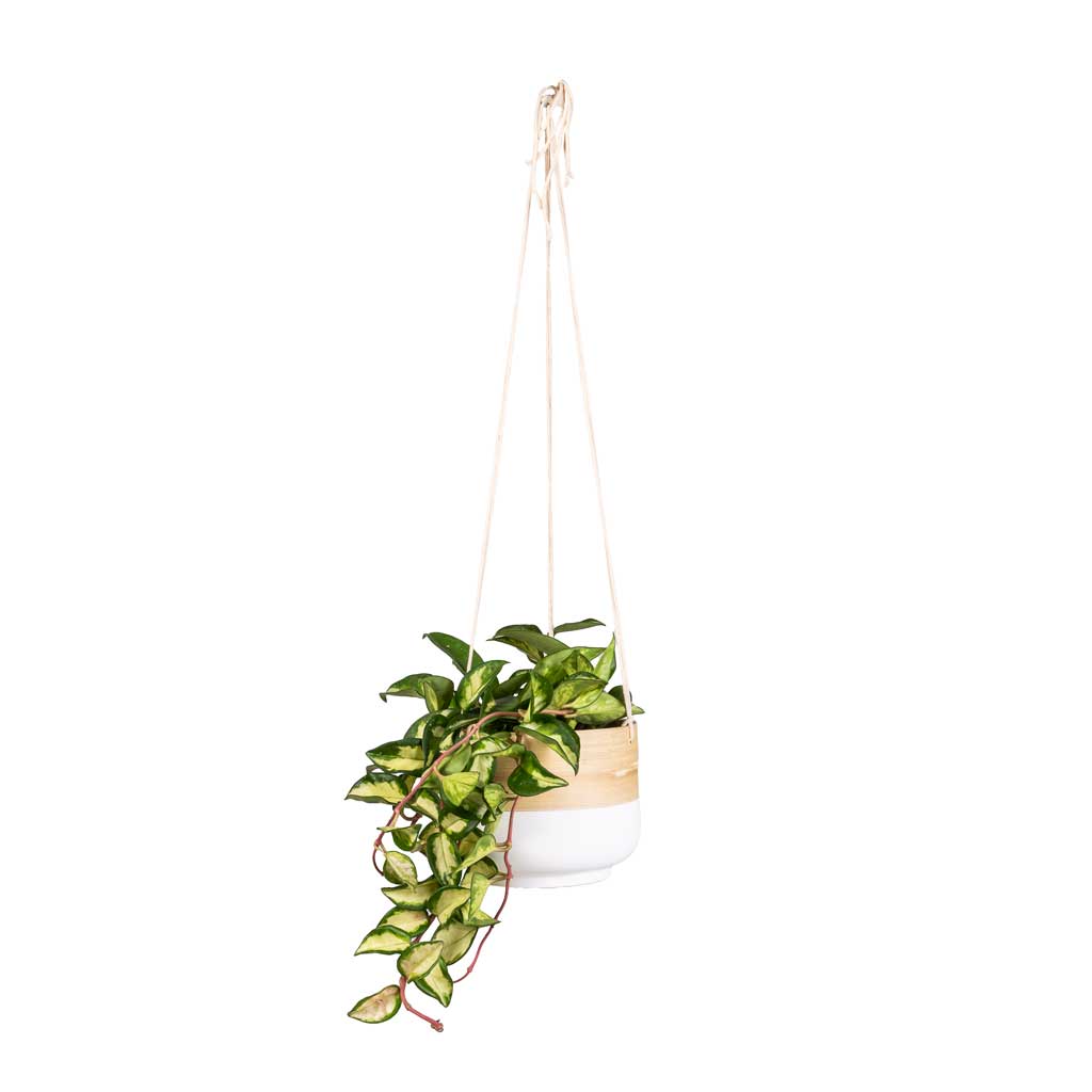 Hoya carnosa Tricolor - Wax Plant & Bamboo Hanging Plant Pot - White