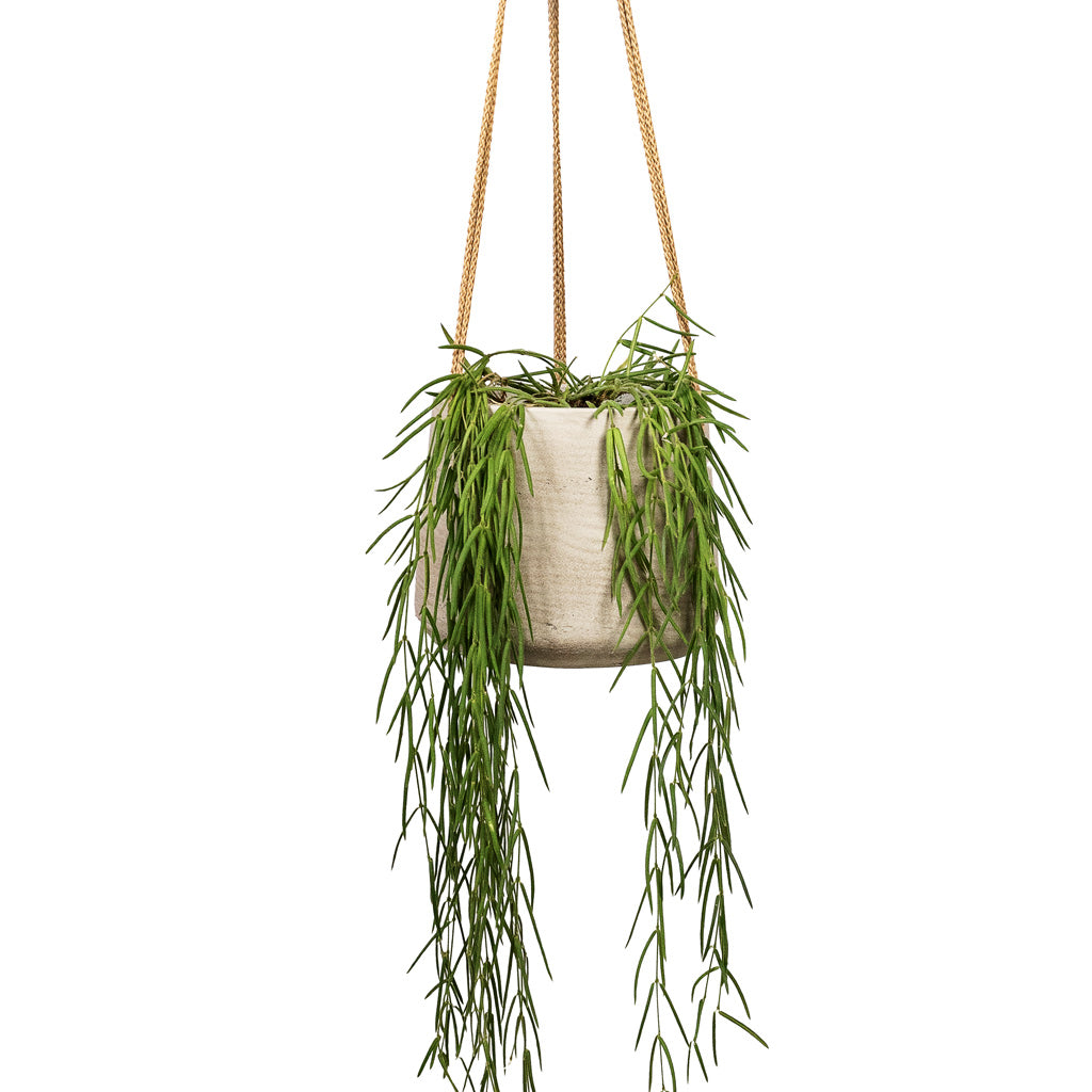 Hoya linearis Linear Porcelain Plant - 12x35cm In Patt Hanging Plant Pot Grey Washed - 20x17cm