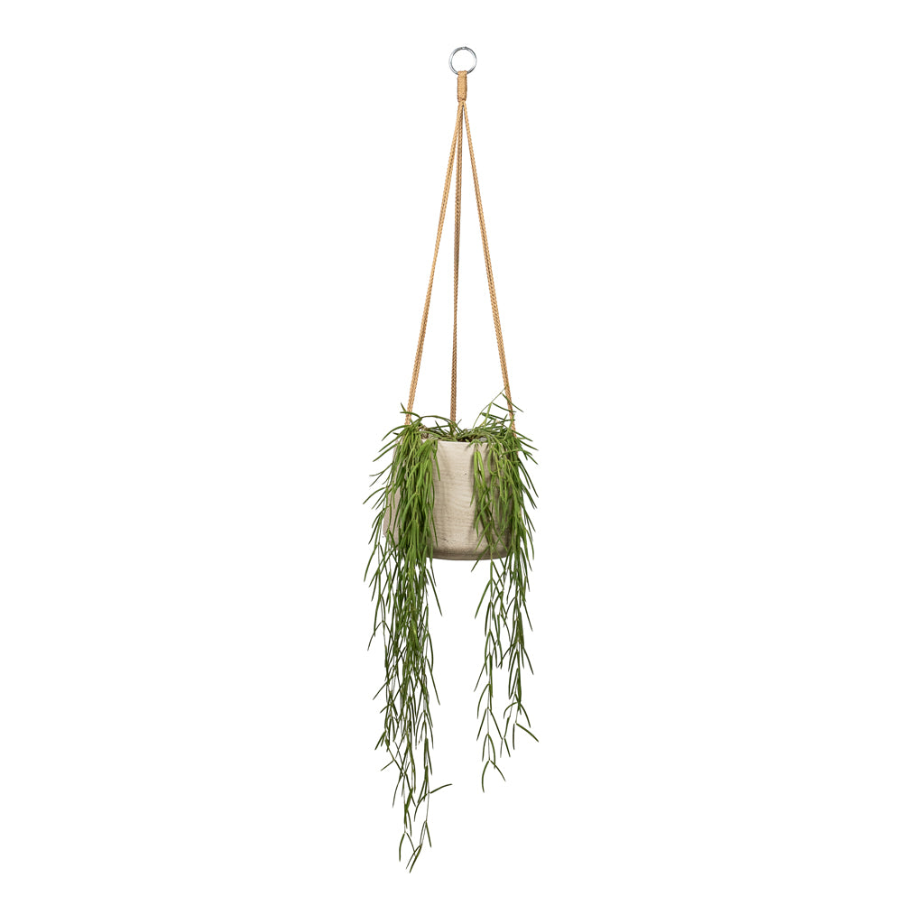 Hoya linearis Linear Porcelain Plant - 12x35cm In Patt Hanging Plant Pot Grey Washed - 20x17cm