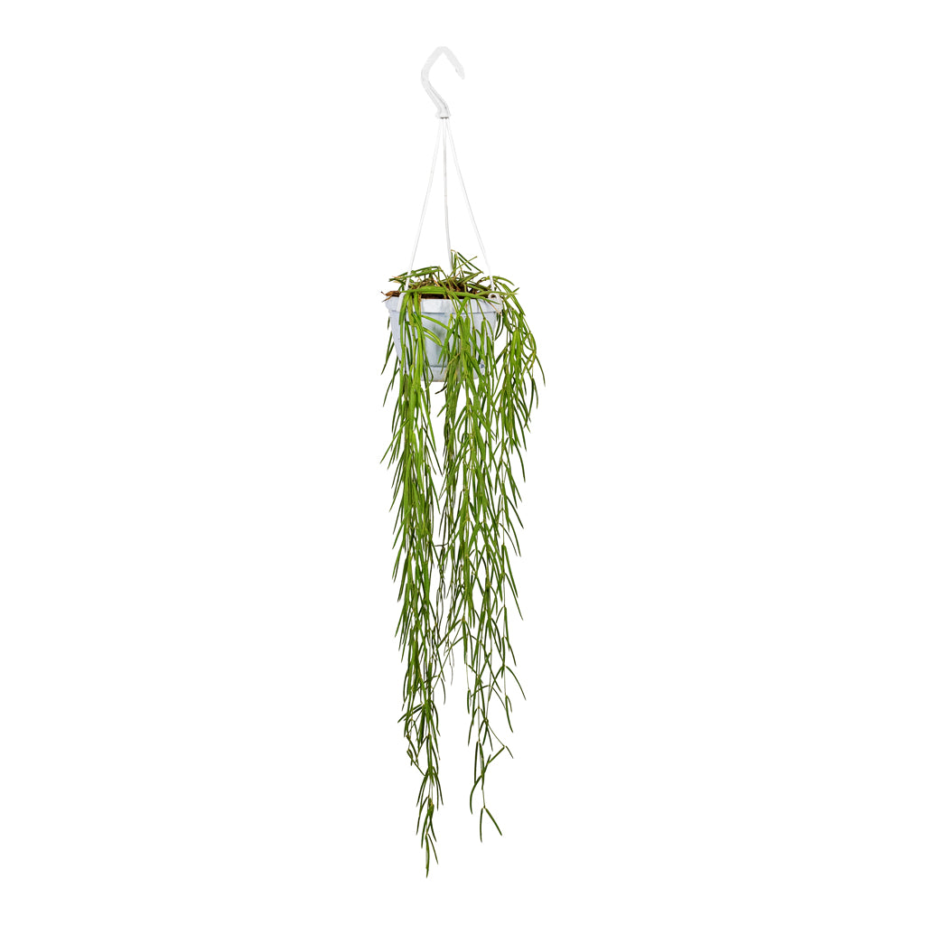 Hoya linearis Linear Porcelain Plant - 12x35cm - Hanging & Trailing house Plant 