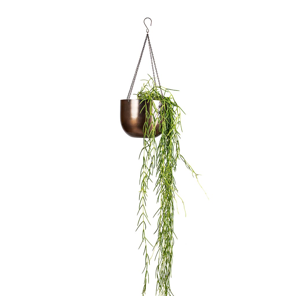 Hoya linearis - Linear Porcelain Plant & Mayfair Hanging Plant Pot - Mocha