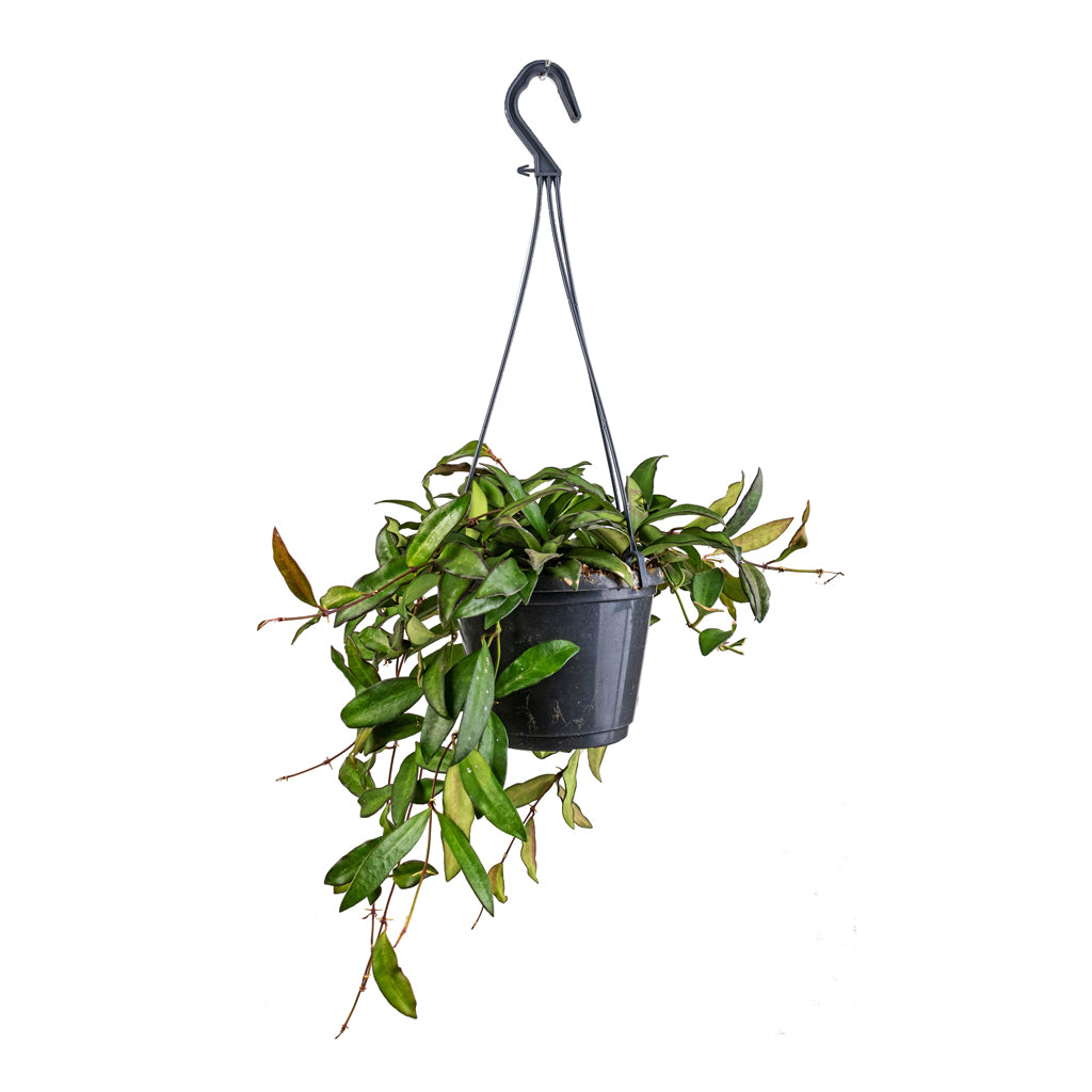Hoya rosita Tropical Wax Plant Hanging Plants Hortology