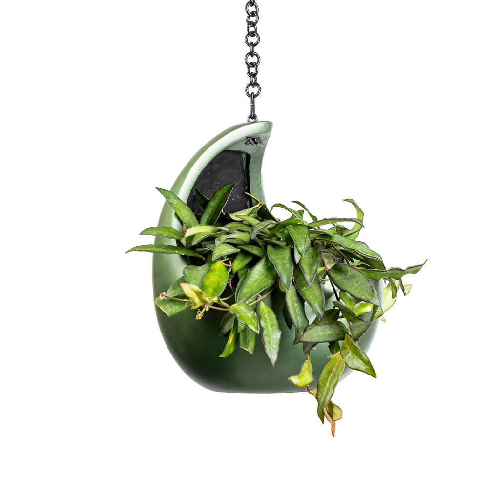 Hoya rosita - Tropical Wax Plant & Gradient Hanging Cocoon - Matt Forest