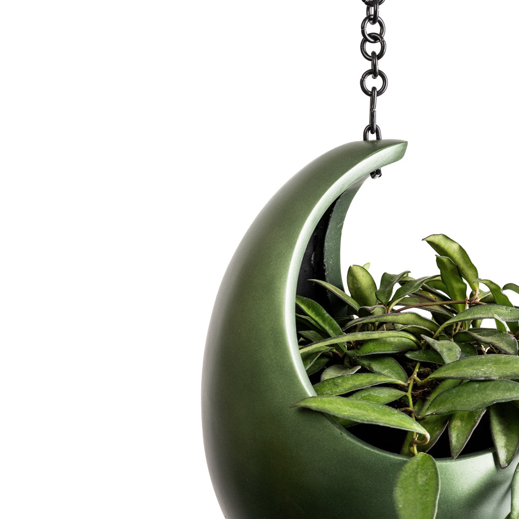 Hoya rosita - Tropical Wax Plant & Gradient Hanging Cocoon - Matt Forest