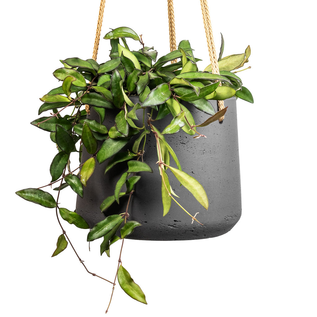 Hoya rosita - Tropical Wax Plant &amp; Patt Hanging Plant Pot - Black Washed