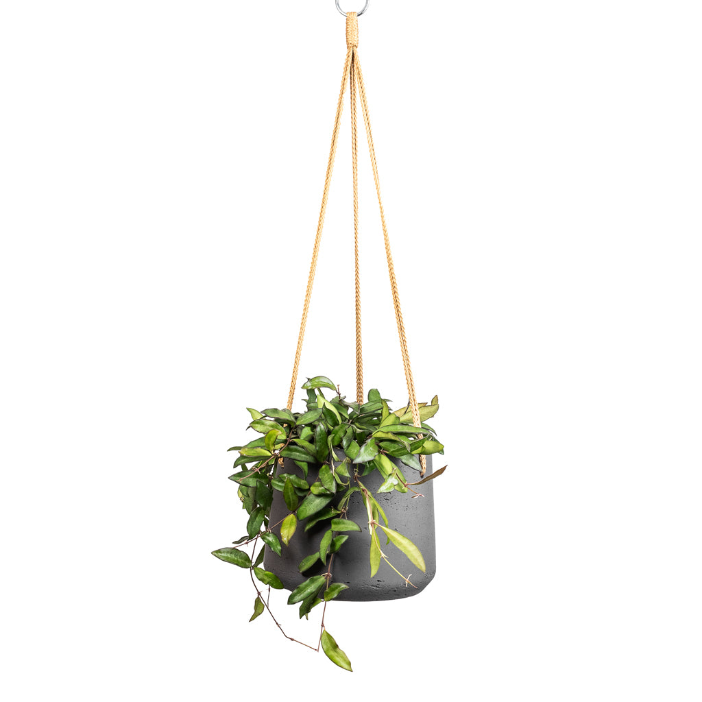 Hoya rosita - Tropical Wax Plant & Patt Hanging Plant Pot - Black Washed