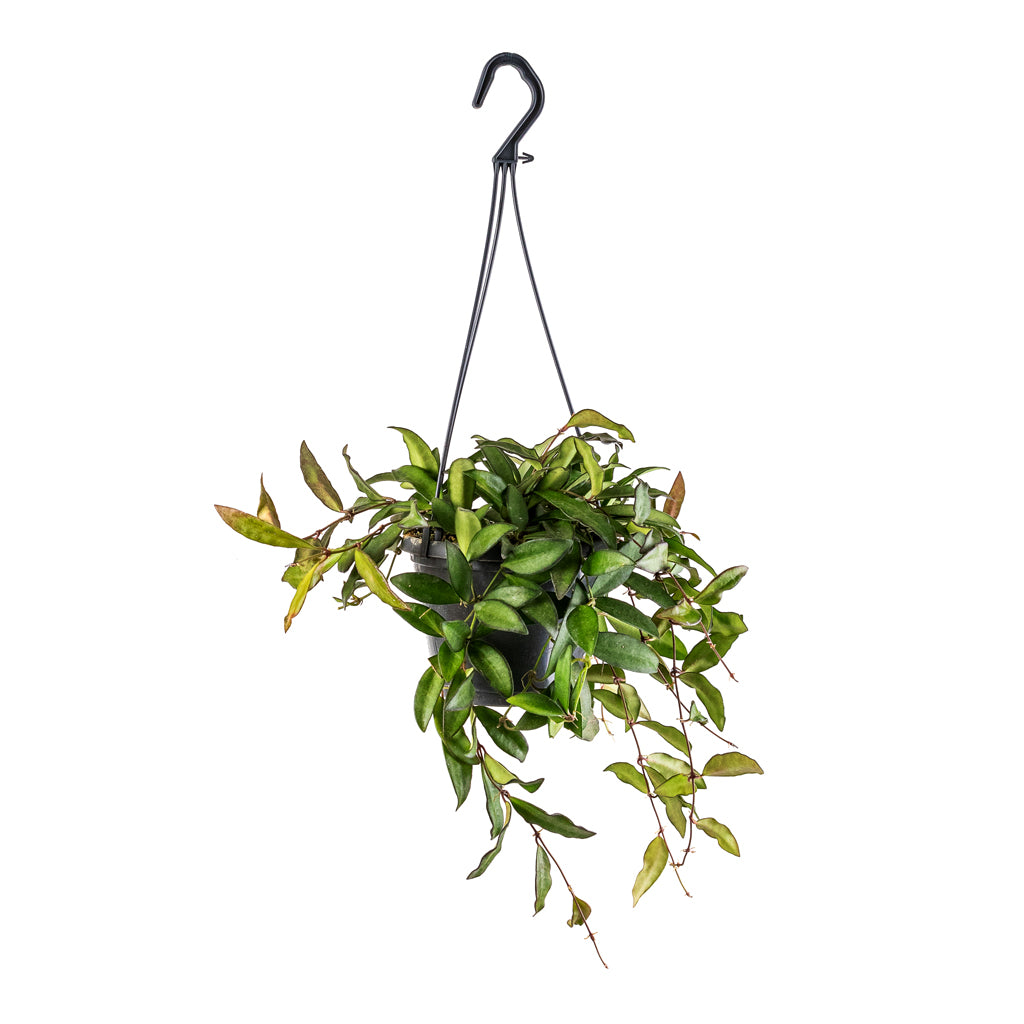 Hoya rosita - Tropical Wax Plant - 14 x 20cm