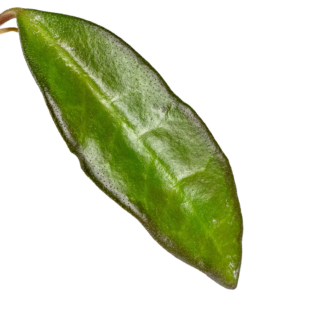 Hoya rosita - Tropical Wax Plant Leaf