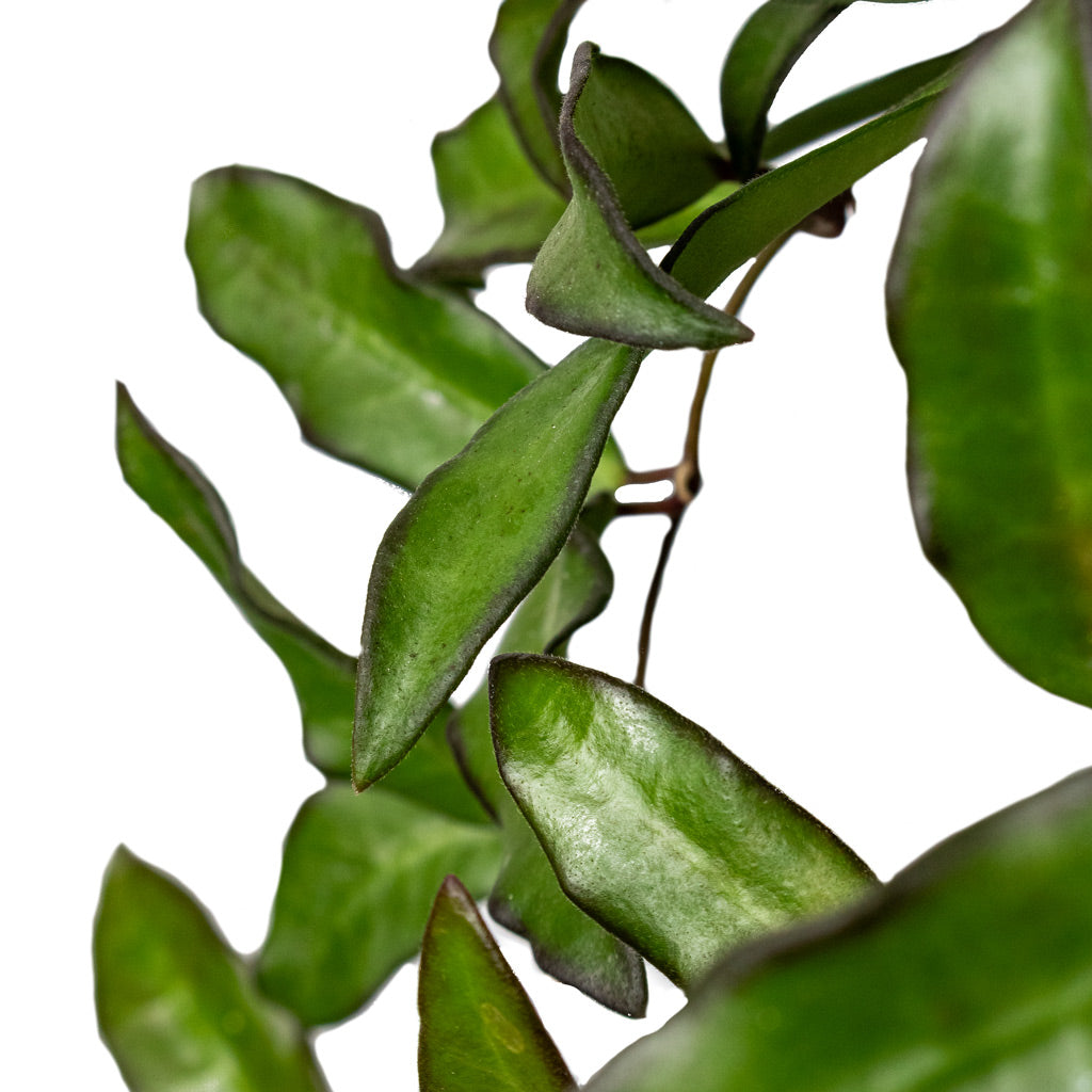 Hoya rosita - Tropical Wax Plant Leaves