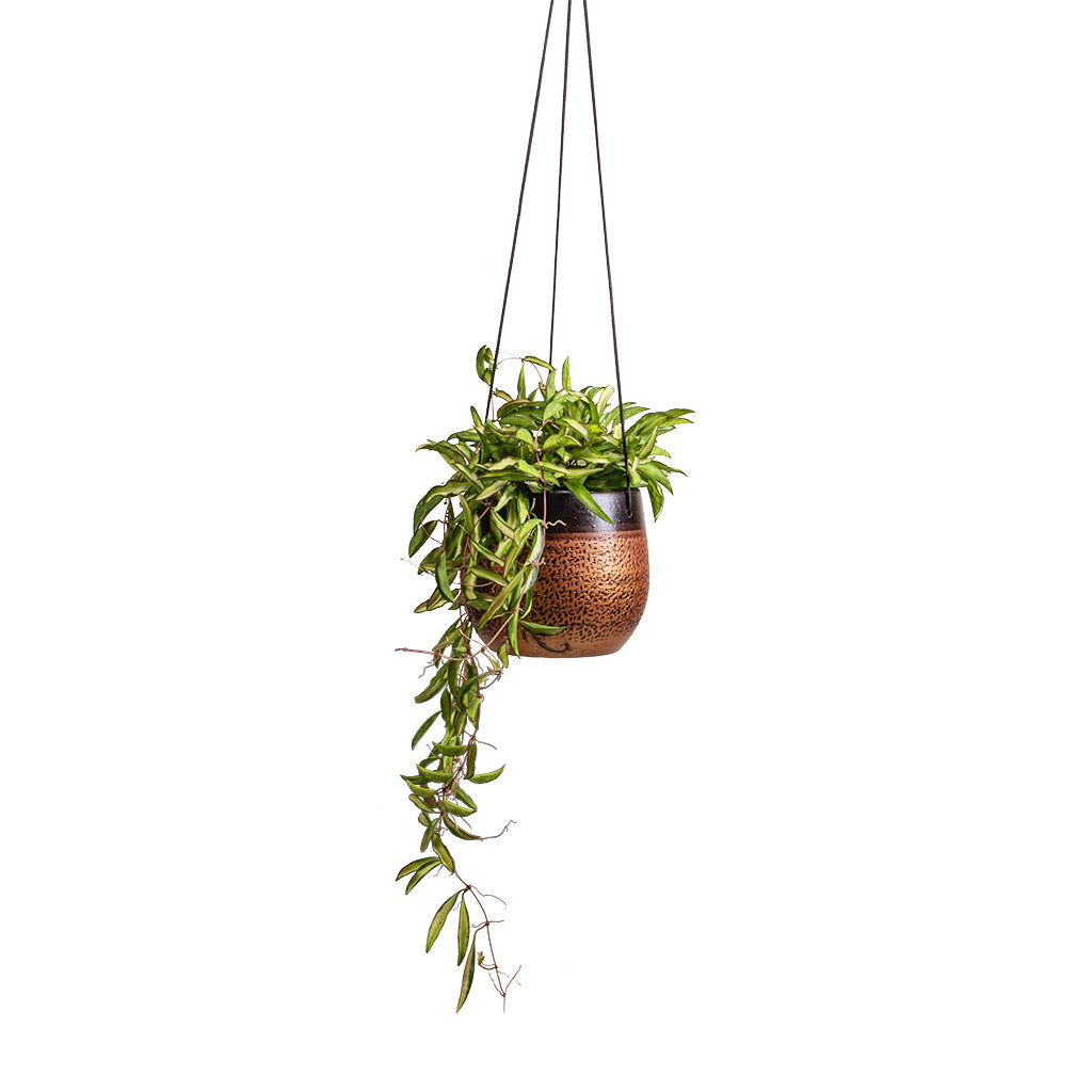 Hoya wayetii Tricolor - Wax Plant & Mya Hanging Planter - Shiny Mocha