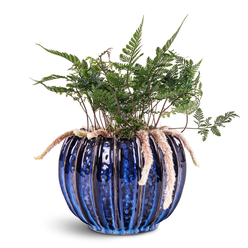 Humata tyermannii 12x20cm House Plant In Cassie Pot Kobalt 18x14cm