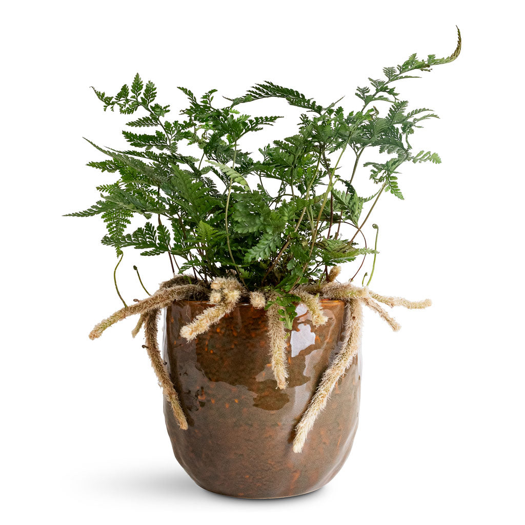 Humata Fern Humata tyermannii - White Rabbit's Foot Fern Houseplant | Hortology ...