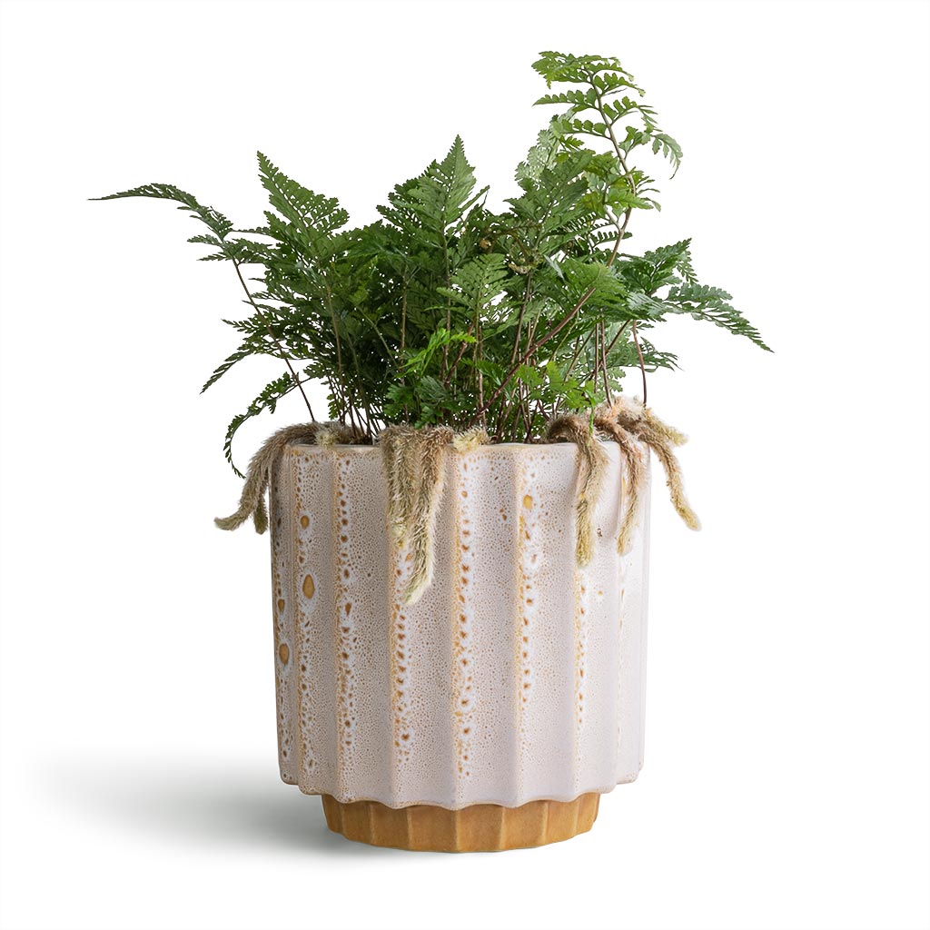 Humata tyermannii - White Rabbit&#39;s Foot Fern &amp; Lugano Scalloped Plant Pot - Mustard