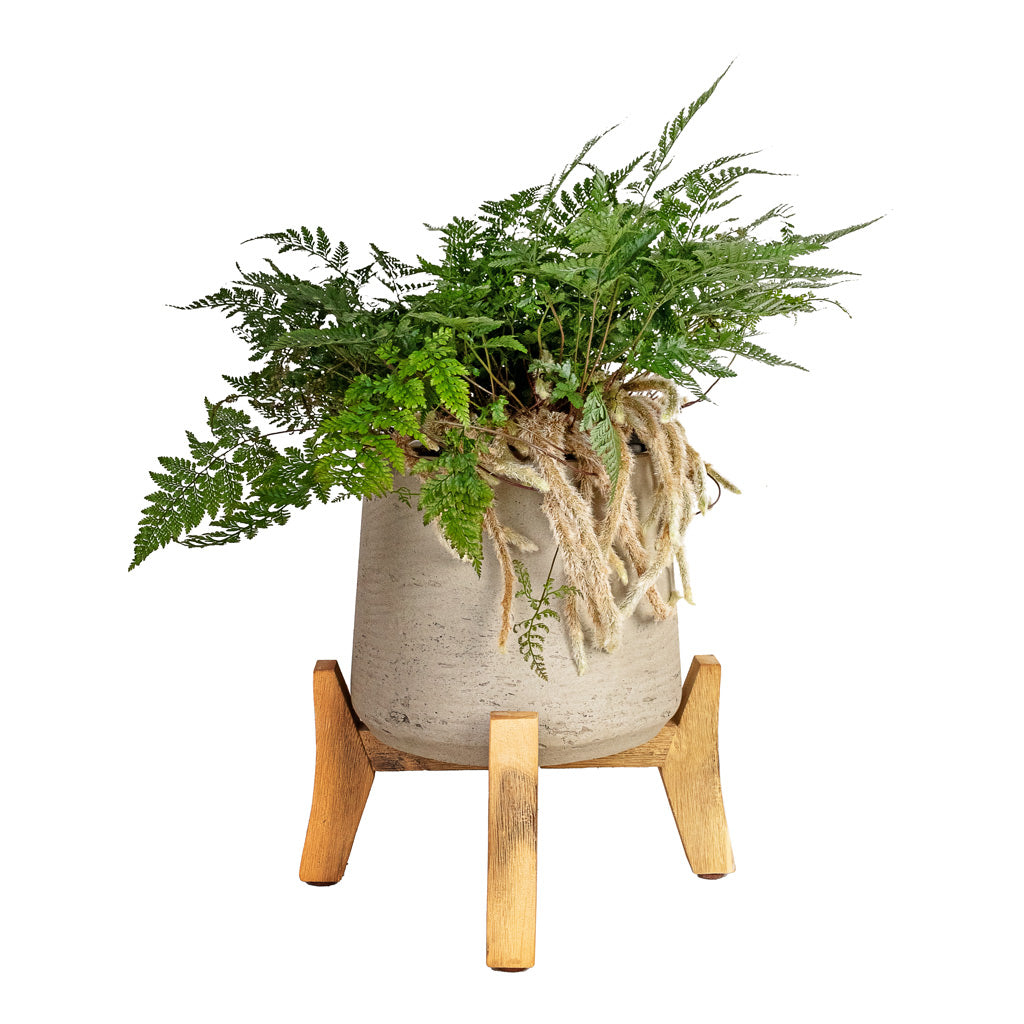 Humata tyermannii - White Rabbit's Foot Fern & Patt Plant Pot - Low Stand - Grey Washed