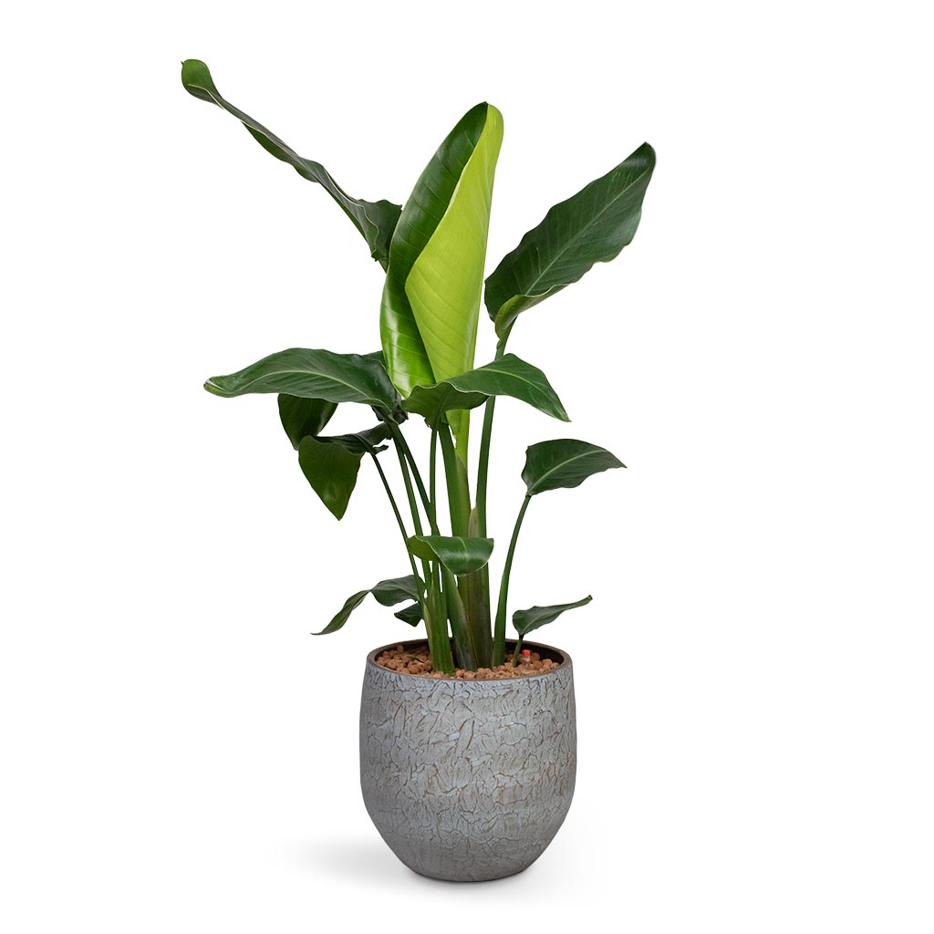 An Assembled Hydroculture Plant