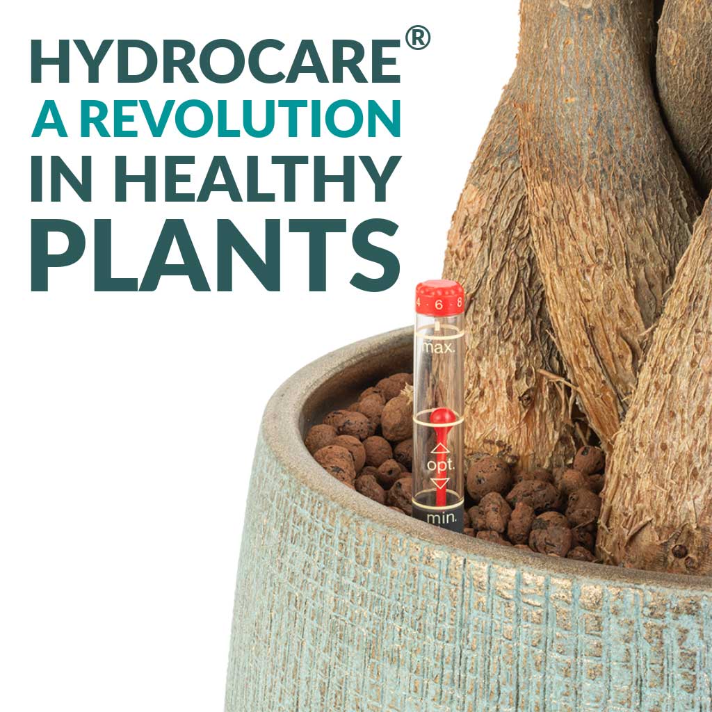 HydroCare Indoor Plants - Easy Care Houseplants