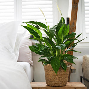 Nelis Plant Basket - Natural & Spathiphyllum Peace Lily in Bedroom