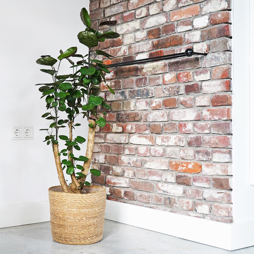 Igmar Plant Basket - Natural & Polysicas Aralia Fabian Indoor Plant