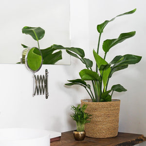 Igmar Plant Basket - Natural & Bird of Paradise in bathroom