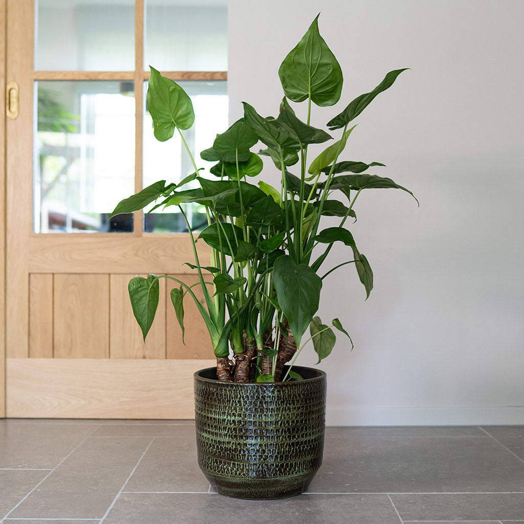 Indoor Ceramic Plant Pots
