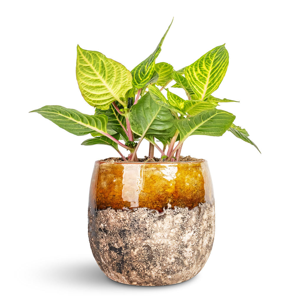 Iresine herbstii Rich Goldstar Yellow Bloodleaf - 13x25cm &amp; Lindy Plant Pot Ochre - 16x13cm