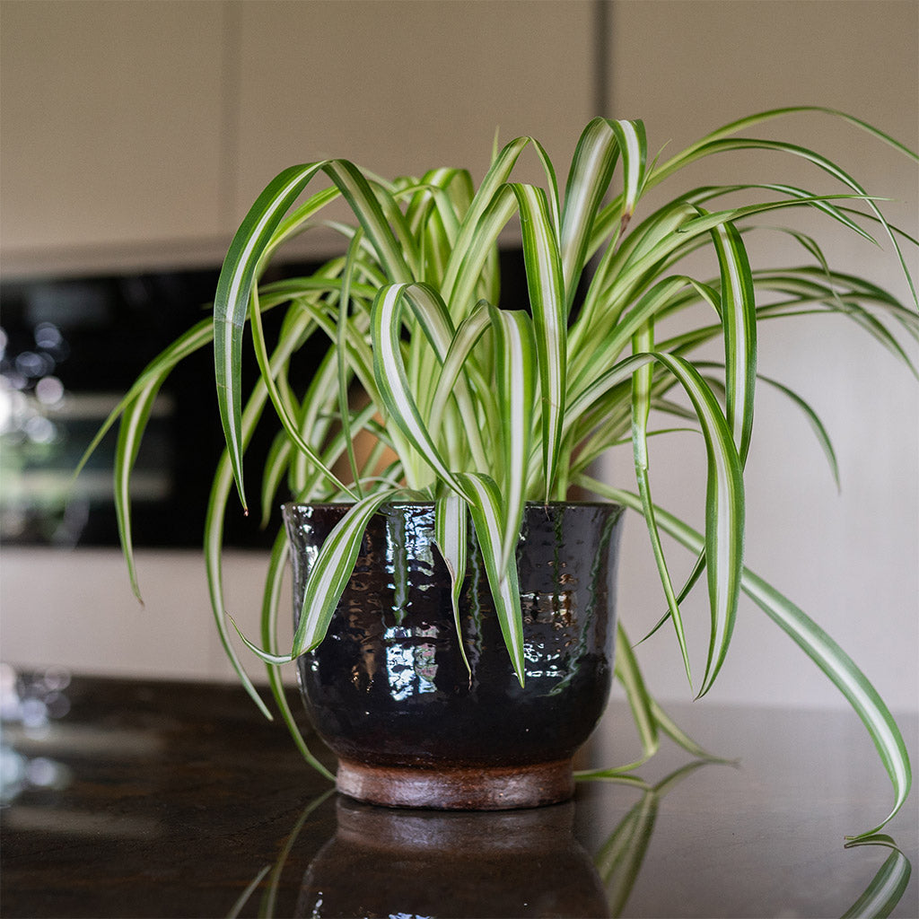 Jayla Plant Pot - Espresso & Spider Plant
