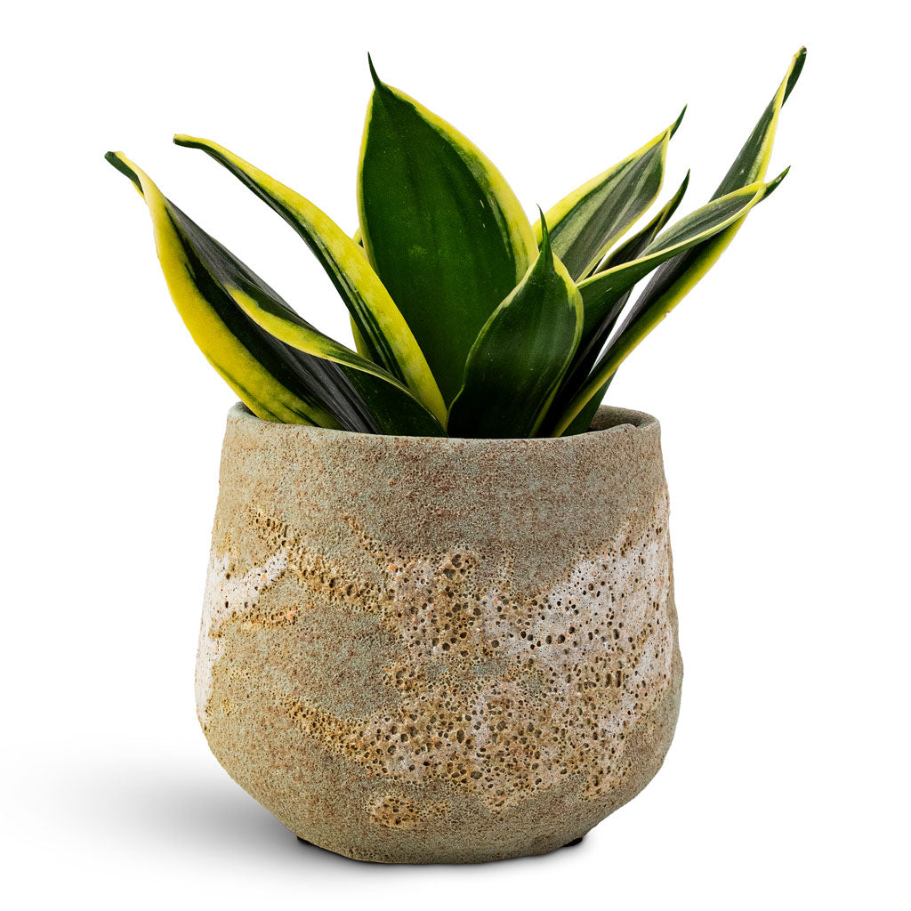 Jelmer Pot Frosted Mint - 12x11cm In Sansevieria trifasciata Golden Hahnii 9x15cm