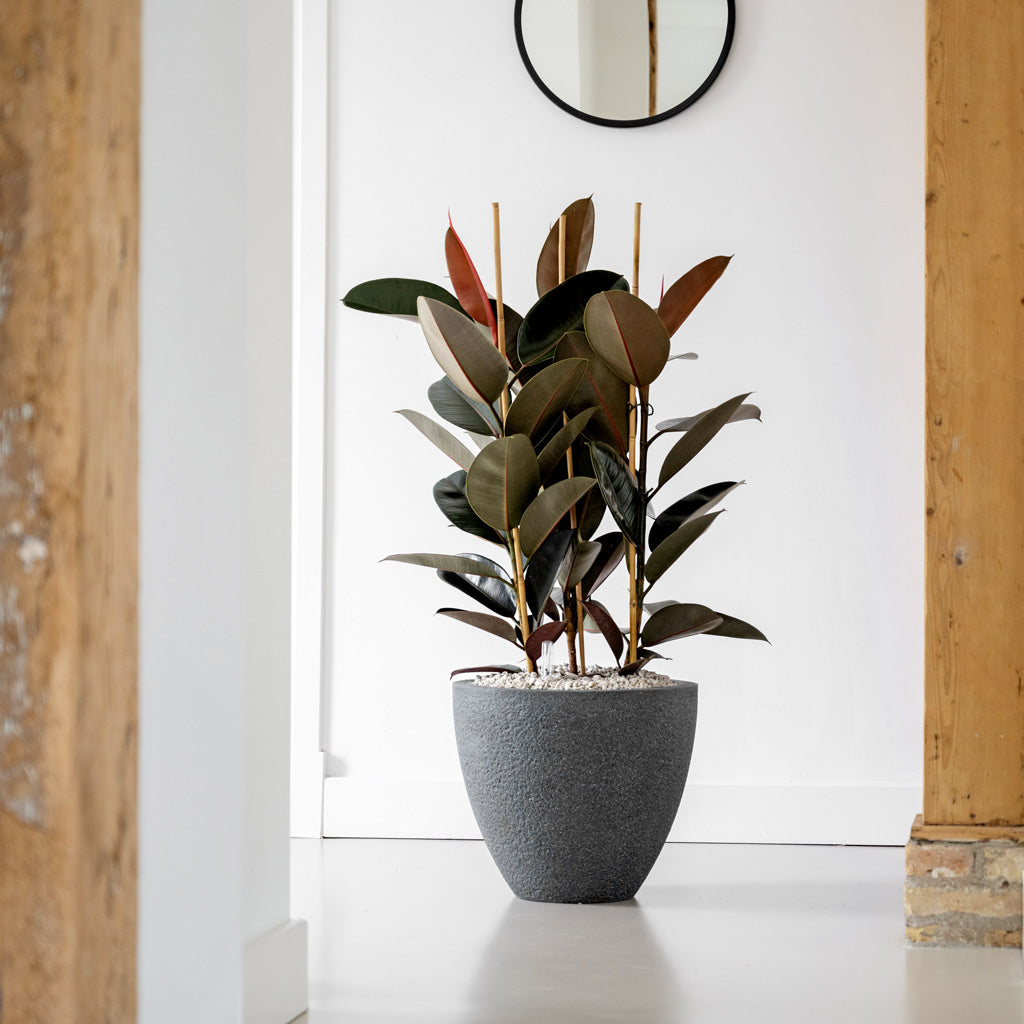 Jesslyn Granite Planter - Midnight Black & Ficus elastica Abidjan