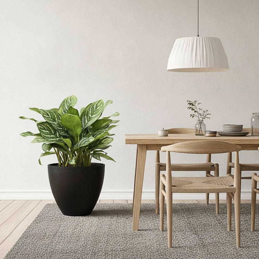 Aglaonema Stripes - Chinese Evergreen in Jesslyn Natural Planter - Black