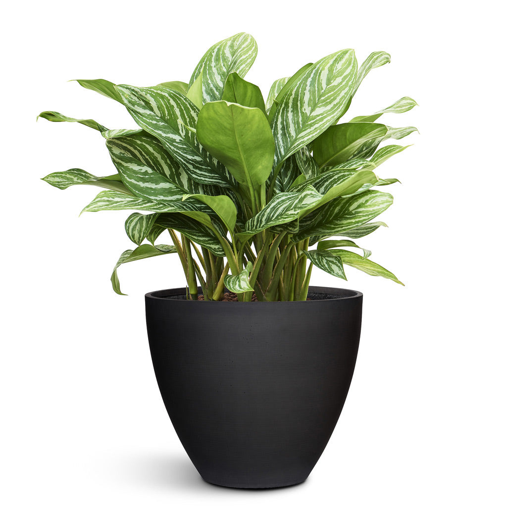 Jesslyn Natural Planter - Medium Plant Display